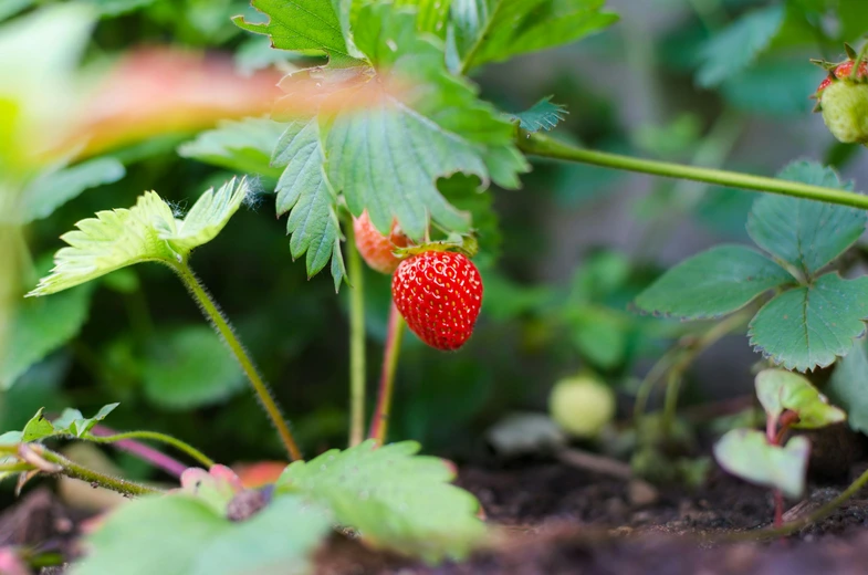 garden maintenance