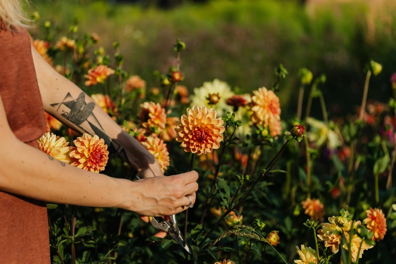 plant pruning